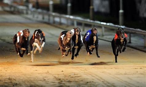 ladbrokes greyhound derby betting|Greyhound Derby preview: Antepost betting tips and analysis .